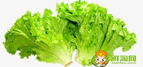 圓生菜可以生吃嗎,圓生菜和生菜區別