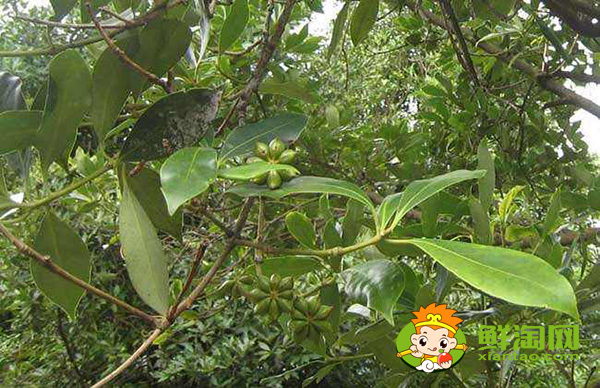 八角種植適應(yīng)什么地區(qū),八角什么時(shí)候施肥最好