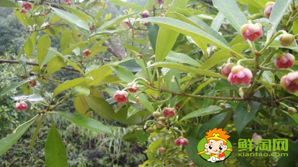 八角種植適應(yīng)什么地區(qū)，八角什么時(shí)候施肥最好
