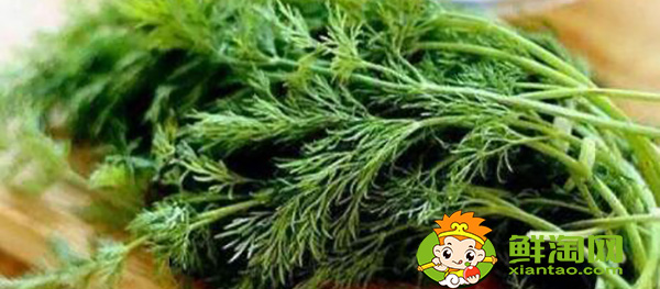 茴香的葉子黑了是否可以食用，孕婦可以少量食用茴香嘛