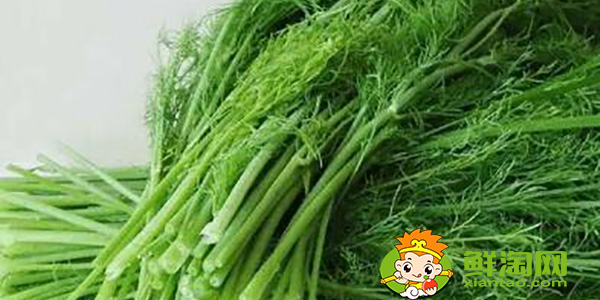 茴香的葉子黑了是否可以食用，孕婦可以少量食用茴香嘛