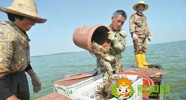 梁子湖大閘蟹什么時(shí)候吃,梁子湖大閘蟹季節(jié)