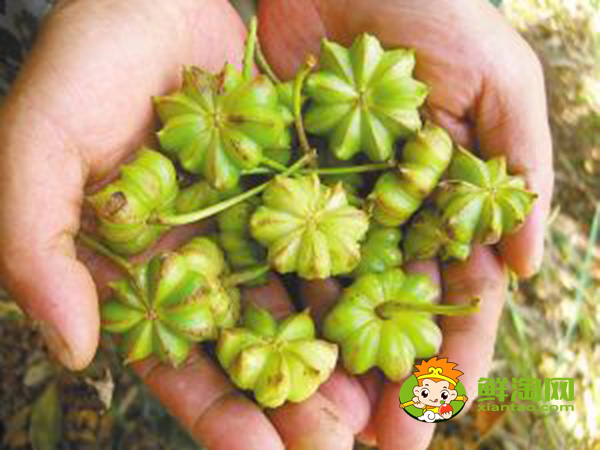 青八角可以直接曬干嗎,大料怎么處理最香