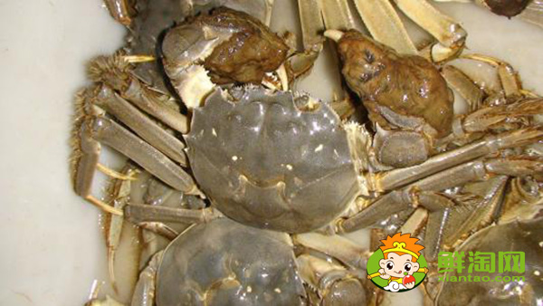 武漢梁子湖大閘蟹什么時候上市,陽澄湖大閘蟹和梁子湖大閘蟹有什么區別