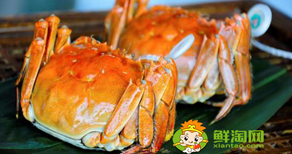 陽澄湖大閘蟹批發市場地址,陽澄湖大閘蟹批發哪個市場便宜