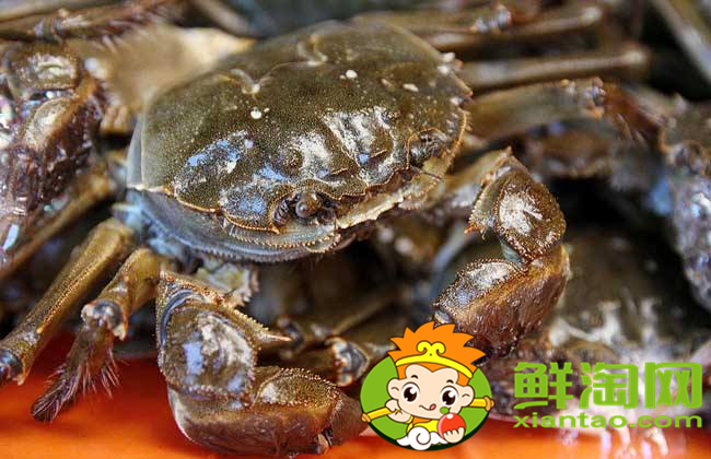 大閘蟹幾月份上市，大閘蟹最大的有多少種