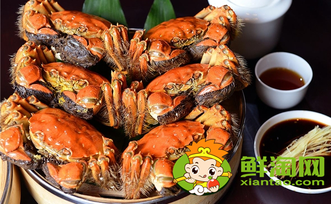 黃河口大閘蟹最佳季節，黃河口大閘蟹和陽澄湖大閘蟹的區別