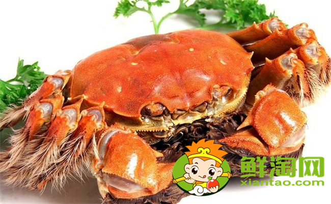 黃河口大閘蟹最佳季節，黃河口大閘蟹和陽澄湖大閘蟹的區別