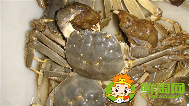 黃河口大閘蟹蒸多久，黃河口大閘蟹怎么存放