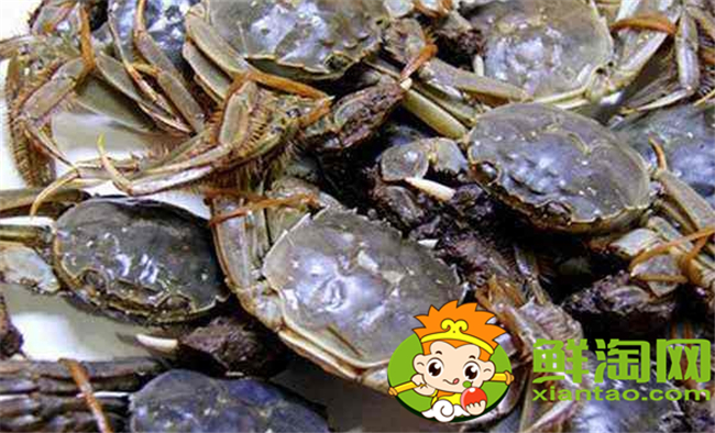 黃河口大閘蟹蒸多久,黃河口大閘蟹怎么存放