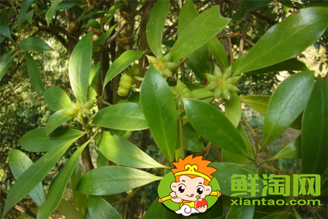 大料怎么區分好不好，大料的質量怎么區分