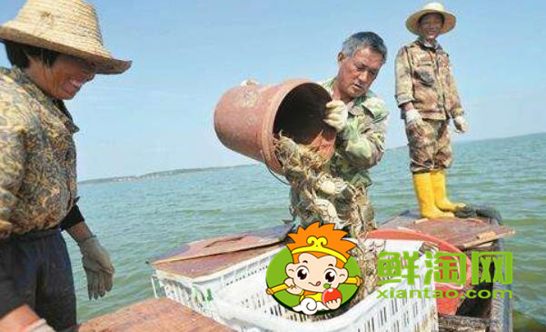 梁子湖大閘蟹幾月份吃，梁子湖大閘蟹在哪里買