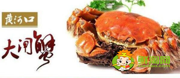 黃河口大閘蟹什么時候有,黃河大閘蟹產地在哪里