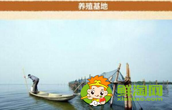 梁子湖大閘蟹怎么樣，梁子湖大閘蟹養(yǎng)殖基地