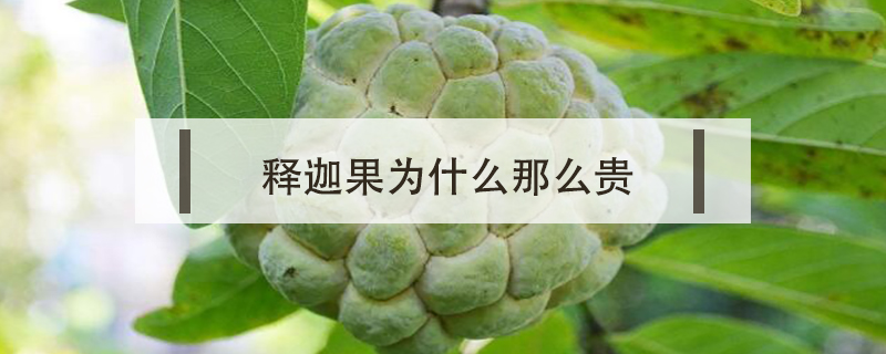 釋迦果為什么那么貴