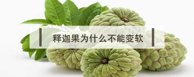釋迦果為什么不能變軟