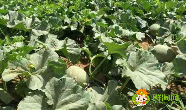 吐魯番的哈密瓜什么時候成熟，吐魯番哈密瓜基地