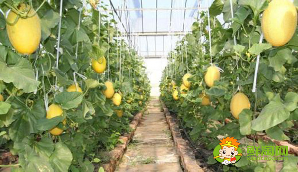 吐魯番的哈密瓜什么時候成熟，吐魯番哈密瓜基地