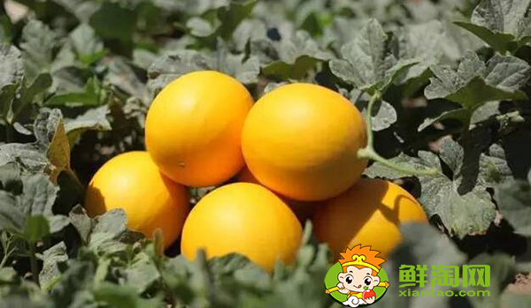 什么是沙漠瓜,沙漠蜜瓜是軟的還是硬的