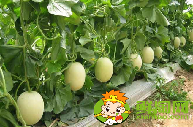 哈密瓜和西周密瓜有什么區(qū)別,西州蜜瓜產(chǎn)地