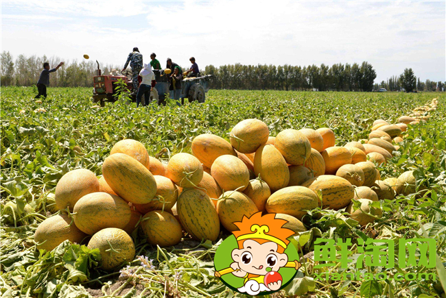 哈密的哈密瓜批發市場在哪里,哈密瓜原產地如何發貨