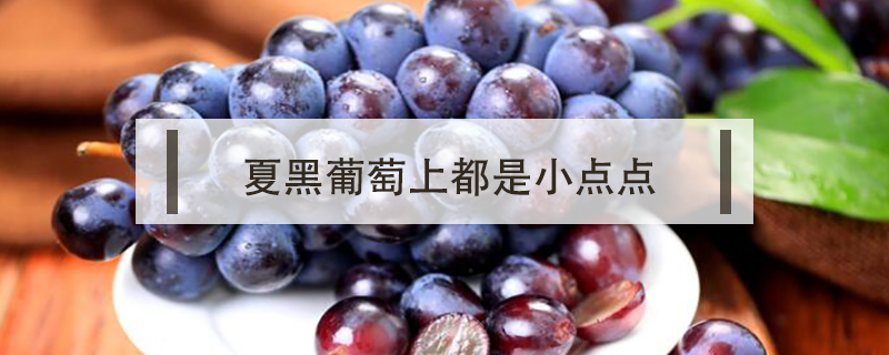 夏黑葡萄上都是小點點