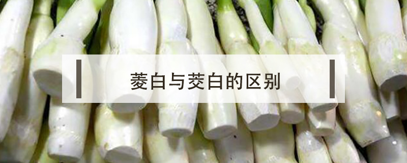 菱白與茭白的區別