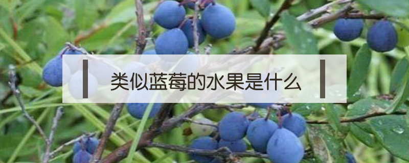 類似藍莓的水果是什么