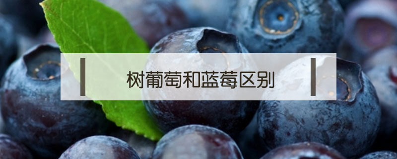 樹(shù)葡萄和藍(lán)莓區(qū)別