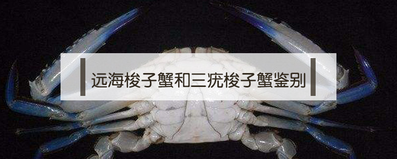 遠海梭子蟹和三疣梭子蟹鑒別
