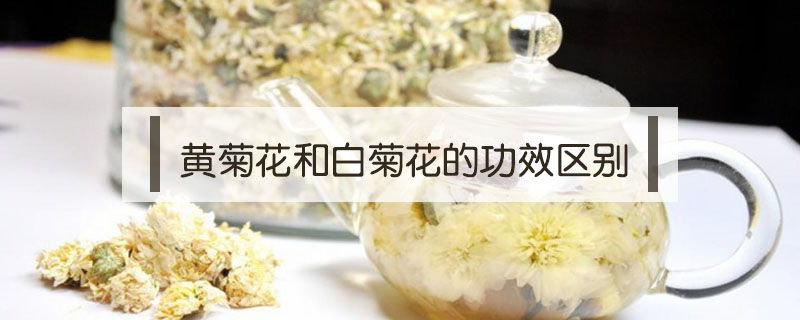 黃菊花和白菊花的功效區(qū)別