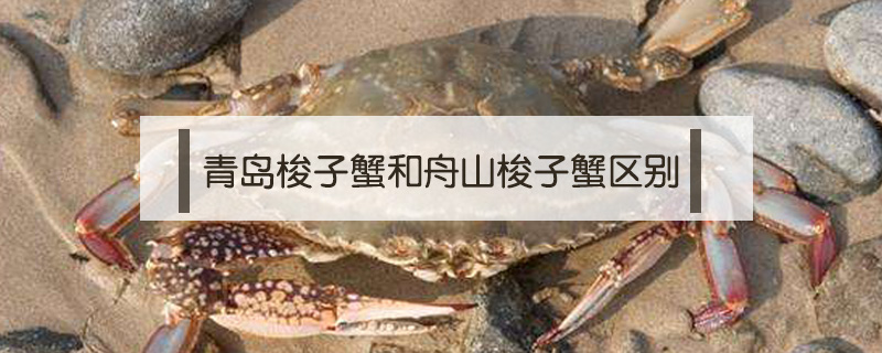 青島梭子蟹和舟山梭子蟹區別