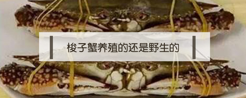 梭子蟹養殖的還是野生的