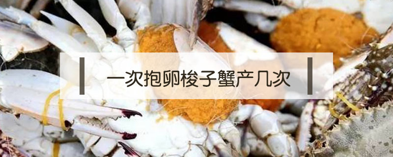 一次抱卵梭子蟹產幾次