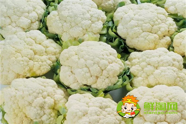 手撕包菜是卷心菜還是椰萊,椰菜和卷心菜怎么區(qū)分