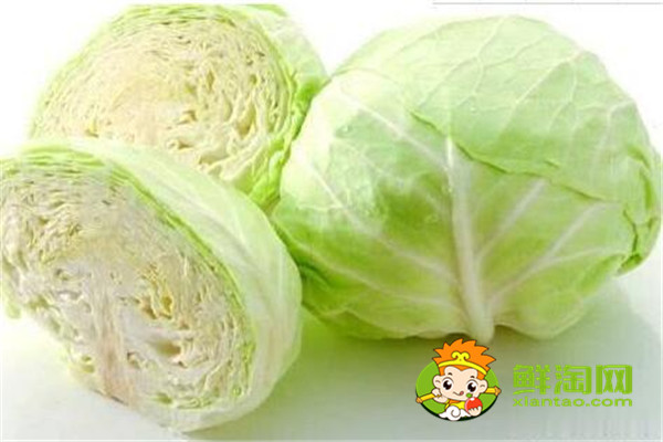 手撕包菜是卷心菜還是椰萊,椰菜和卷心菜怎么區(qū)分