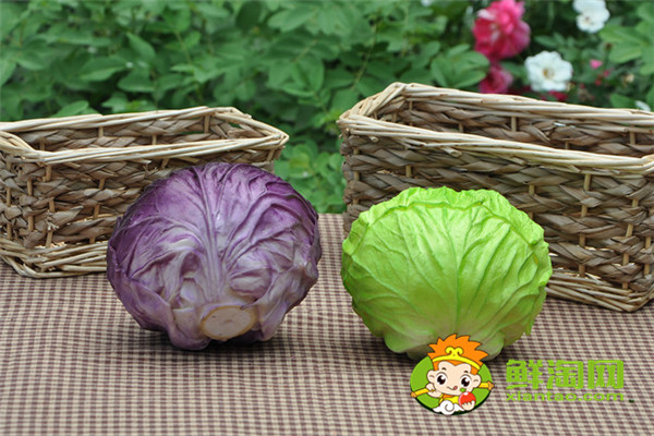 手撕包菜是甘藍菜嗎,甘藍與洋白菜一樣嗎