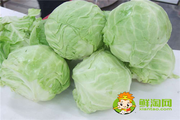 手撕包菜是甘藍菜嗎,甘藍與洋白菜一樣嗎