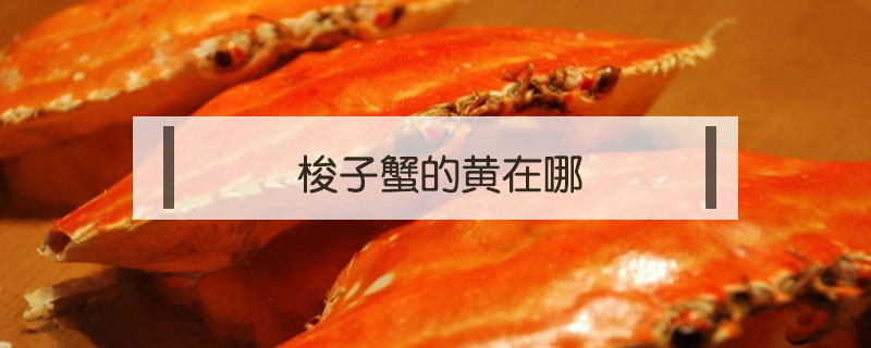 梭子蟹的黃在哪