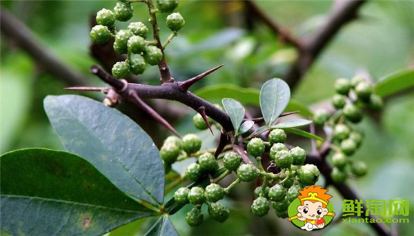 藤椒可以代替花椒嗎，藤椒樹和青花椒一樣嗎