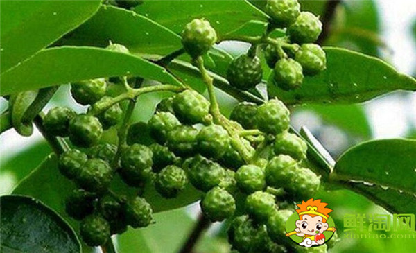 青花椒與藤椒區別,藤椒和青花椒哪個麻