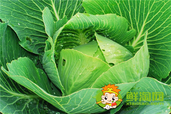 7月份可以種包菜嗎,礦石鎮(zhèn)卷心菜成熟時(shí)間