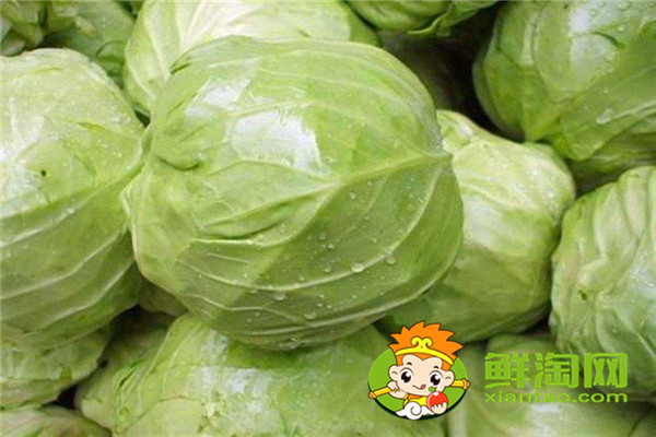 7月份可以種包菜嗎,礦石鎮(zhèn)卷心菜成熟時(shí)間