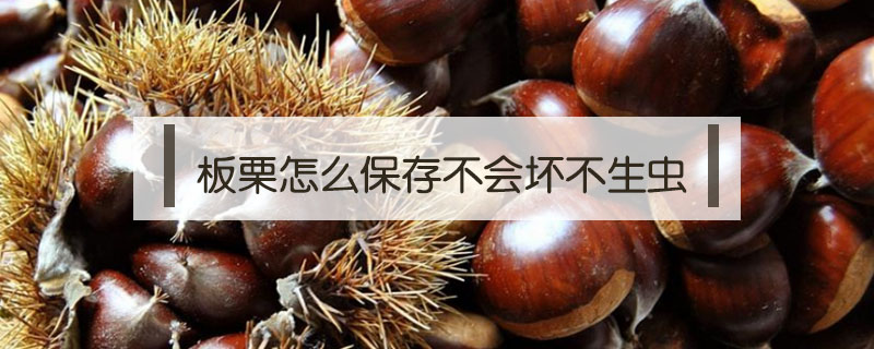 板栗怎么保存不會壞不生蟲