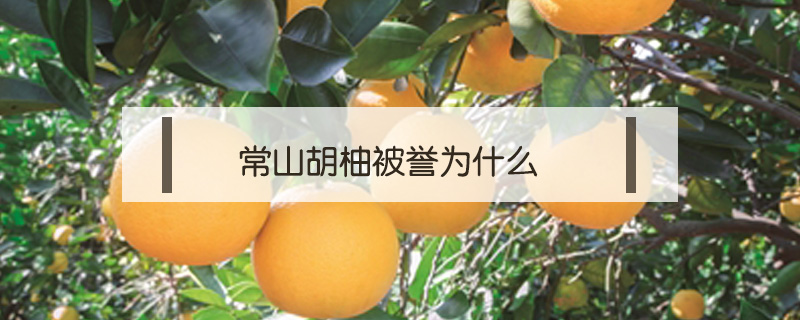 常山胡柚被譽(yù)為什么