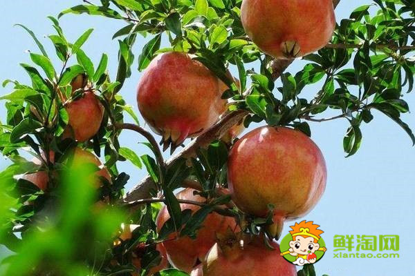 蒙自石榴會理石榴區(qū)別，蒙自石榴幾月份熟