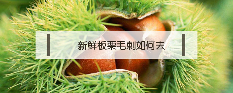 新鮮板栗毛刺如何去