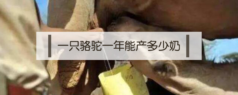 一只駱駝一年能產(chǎn)多少奶