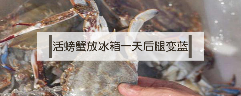 活螃蟹放冰箱一天后腿變藍