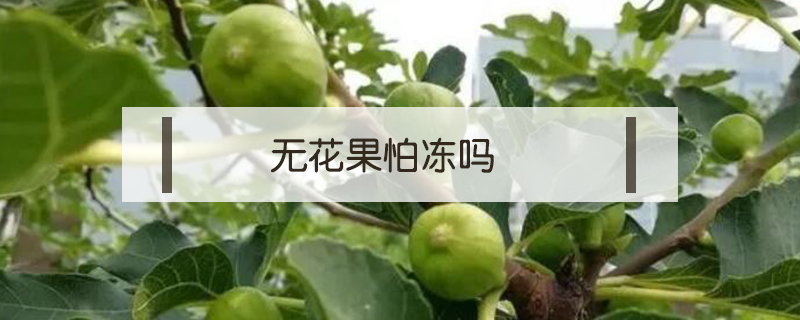 無花果怕凍嗎